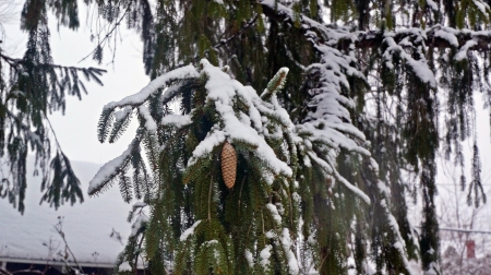 Snowy Pine - pine tree, snowy pine tree, snowy pine, pine cone