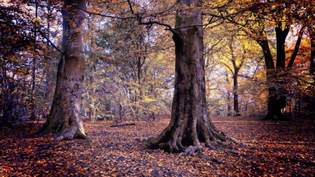 leaf covered floor in a forest - forest, trunks, leaves, autumn