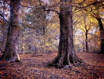 leaf covered floor in a forest