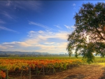 gorgeous vineyards in headlsburg california