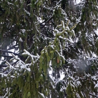 Snowy Pine Tree