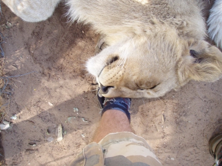 Rathu - lion farm, cats, lions, lion