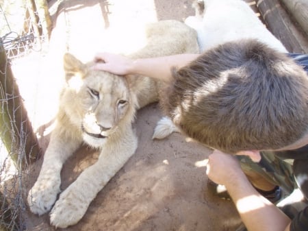 Rathu - lion farm, cats, lions, lion