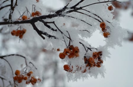 *** Winter *** - frozen, berries, winter, nature