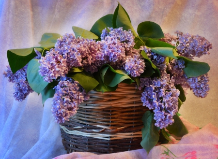 *** Lilacs *** - flowers, flower, nature, lilacs