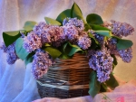 *** Lilacs ***