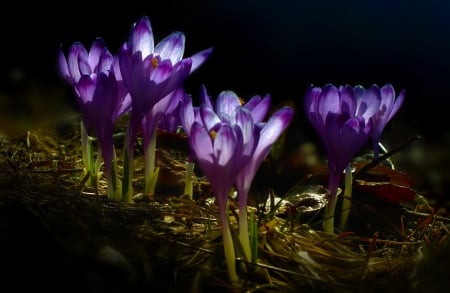 *** Spring in violet *** - flowers, spring, flower, nature