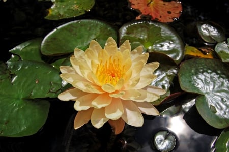 *** Water lily *** - nature, lily, water, flowers, flower