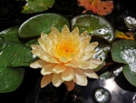 *** Water lily ***