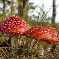 *** Red toadstools ***