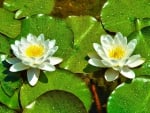 *** Water Lilies ***