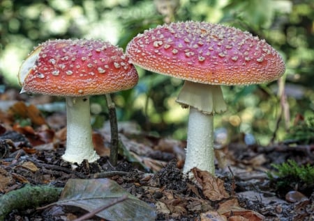 *** Toadstools *** - nature, red, dots, mushrooms, color, forest