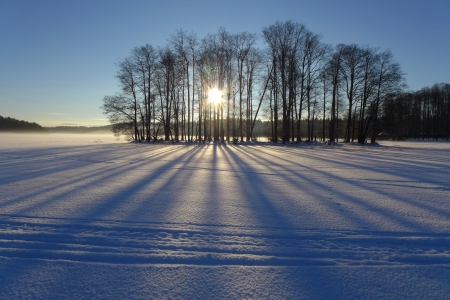 *** Winter sunny evening *** - nature, trees, evening, sun, winter, sunny