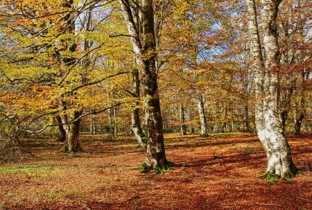 *** Autumn and old trees *** - fall, autun, trees, nature, old, park