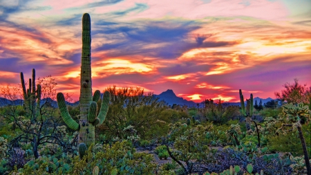 fantastic sunset sky over a desrt - clouds, desert, cacti, colors, snset