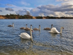 *** Swans on the pond ***