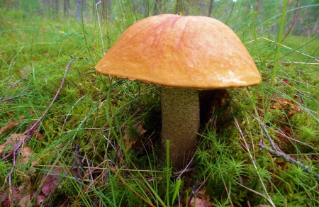 *** Forest harvest *** - harvest, forest, nature, mushroom