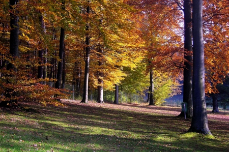 autumn trees - forests, trees, nature, autumn