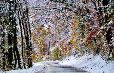 colourful winter - snow, colors, winter, nature