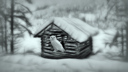 Where the owl lives... - winter, nature, owl, snow