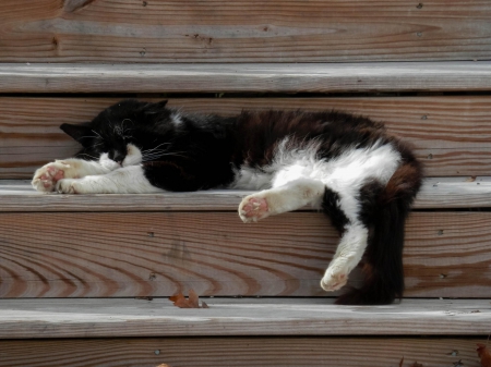 Cat - sleepy, cute, beautiful, cat, sleeping, kitty, cats, hat, cat face, paws, face, animals, pretty, beauty, sweet, kitten, lovely