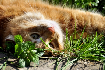 Cat - sleepy, cute, beautiful, cat, sleeping, kitty, cats, hat, cat face, paws, face, animals, pretty, beauty, sweet, kitten, lovely