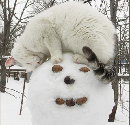 cat and snowman - snowman, winter, nature, cute, cats, animals