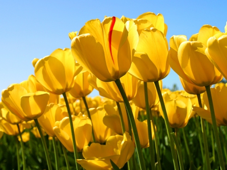 Tulips - bright, nature, with stems, yellow