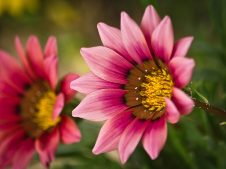 Flower - leaf, tree, nature, plant