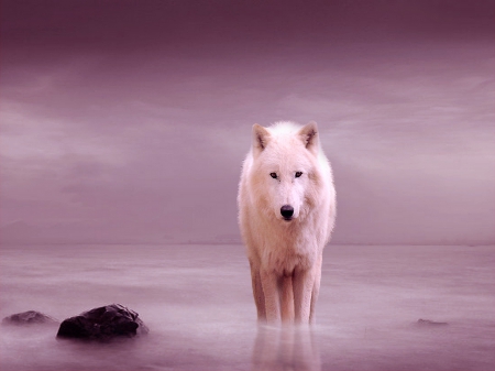 No Friend here - morning, water, pink, wolf