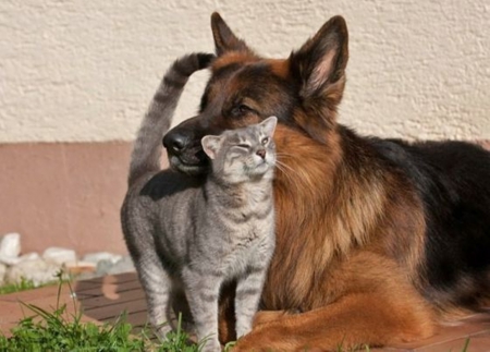 friendly love - dogs, photography, cute, cats, cool, animals