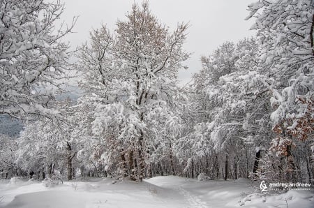 Winter Wonderland - forest, winter, photo, white, forests, nice, photography, trees, nature, snow, bulgaria