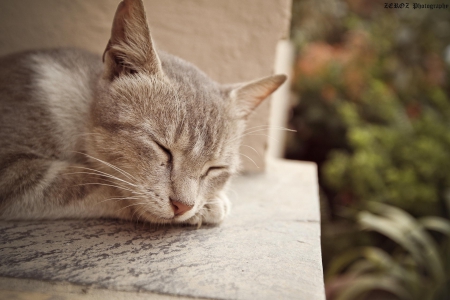 Cat - pretty, cat face, sleepy, paws, kitten, cats, face, sleeping, hat, beautiful, beauty, lovely, sweet, cat, cute, animals, kitty