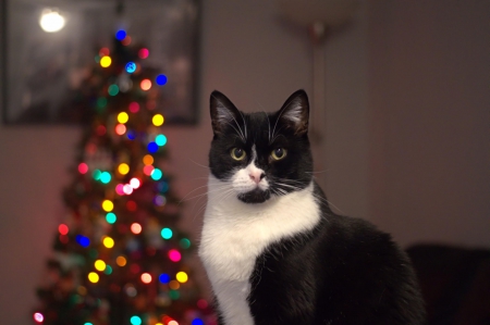 Christmas cat - pretty, cat face, sleepy, paws, kitten, cats, face, sleeping, hat, beautiful, beauty, lovely, sweet, cat, cute, animals, kitty