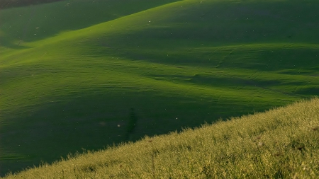 Grass - nature, tree, grass, flower