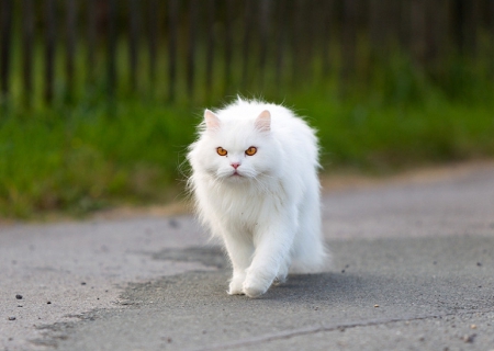 Cat - pretty, cat face, sleepy, paws, kitten, cats, face, sleeping, hat, beautiful, beauty, lovely, sweet, cat, cute, animals, kitty