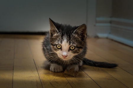 Cat - pretty, cat face, sleepy, paws, kitten, cats, face, sleeping, hat, beautiful, beauty, lovely, sweet, cat, cute, animals, kitty