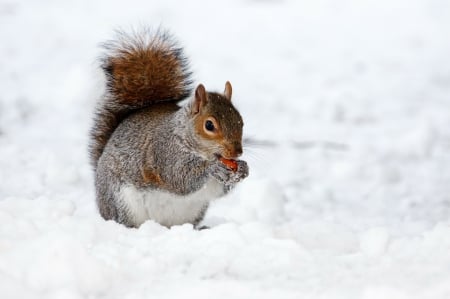 Squirrel in Snow! - animal, nature, squirrel, snow