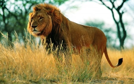 Lion!