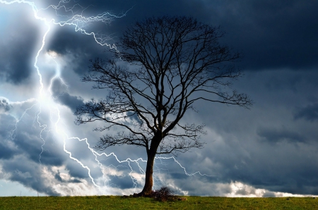 Tree in Storm! - nature, lightning, tree, storm