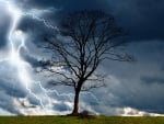 Tree in Storm!