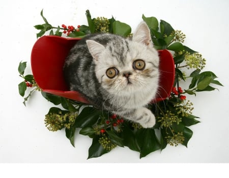 Exotic Christmas Kitty - kitty, animals, cats, christmas, exotic