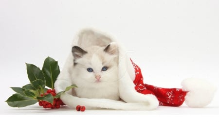 Cute Christmas Kitty - kitty, animals, cats, cute, christmas