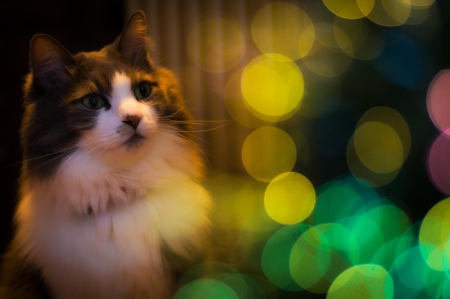 Christmas cat - sleepy, cute, beautiful, cat, sleeping, kitty, cats, hat, cat face, paws, face, animals, pretty, beauty, sweet, kitten, lovely