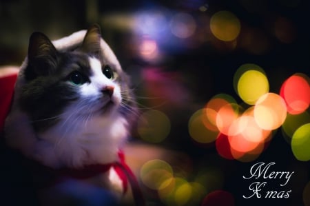 Christmas cat - pretty, cat face, sleepy, paws, kitten, cats, face, sleeping, hat, beautiful, beauty, lovely, sweet, cat, cute, animals, kitty