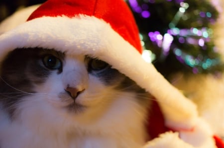 Christmas cat - sleepy, cute, beautiful, cat, sleeping, kitty, cats, hat, cat face, paws, face, animals, pretty, beauty, sweet, kitten, lovely