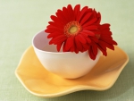 Flowers In Cup