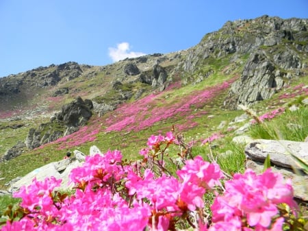 Bujorei - rododrendons, pink, nature, mountain