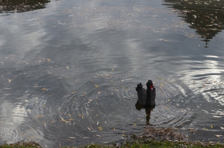 Black swan - lakes, swan, water, bird