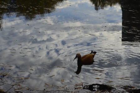 Duck - duck, lake, birds, water